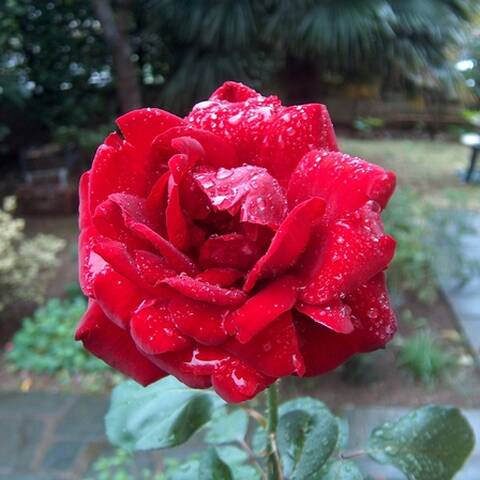 ipo's rose